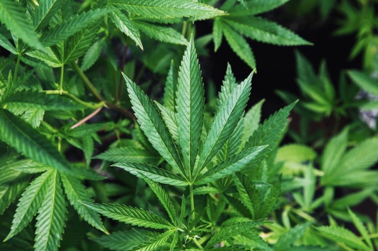 How CBD Products Are Helpful in 2024: A Comprehensive Overview